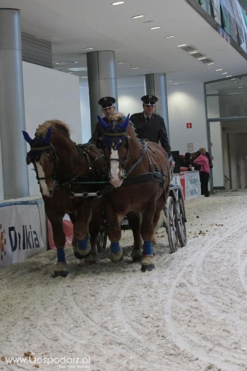 CAVALIADA 2013 w Poznaniu