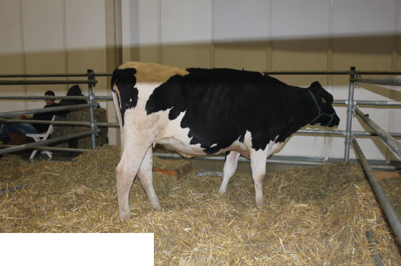 Międzynarodowe Targi Hodowli Zwierząt FARMA