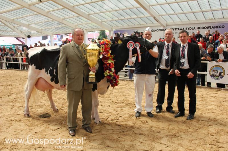 Championi VII Ogólnopolskiej Wystawy Bydła Hodowlanego - Sielinko 2012