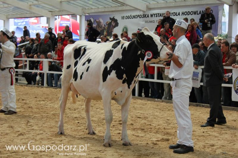 VII Ogólnopolska Wystawa Bydła Hodowlanego - Sielinko 2012