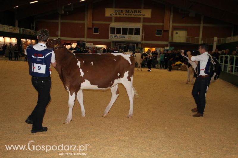 Wystawa  Blickpunkt Rind 2013 w miejscowości Paaren/Glien (Niemcy)