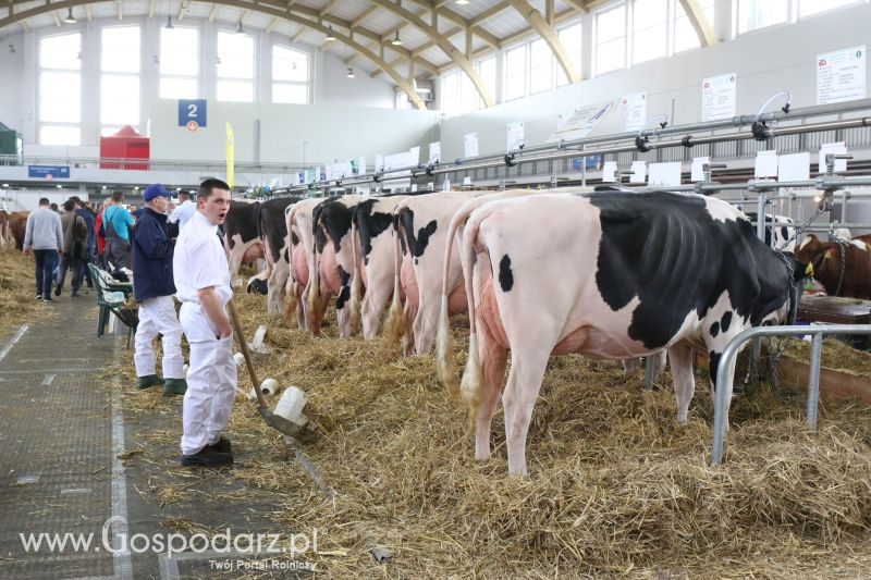 Krajowa Wystawa Zwierząt Hodowlanych w Poznaniu 2017 (piątek, 5 maja)