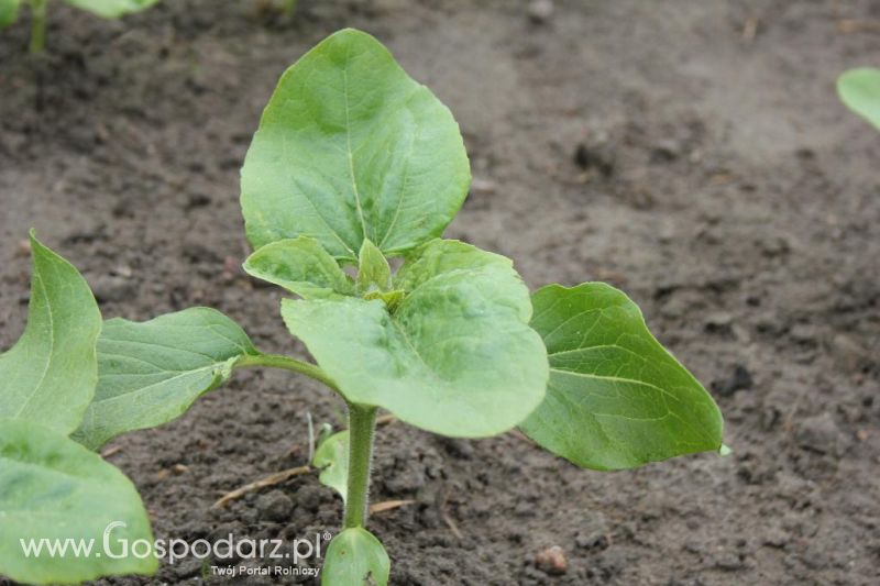 Polskie Zboża i Zielone Agro Show 2013