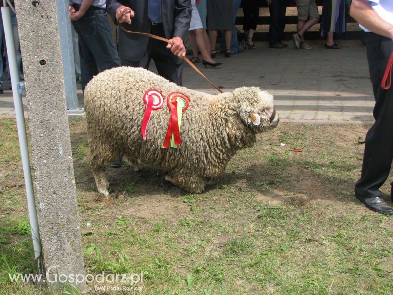 Owce- Szepietowo 2012 XIX Regionalna Wystawa Zwierząt Hodowlanych