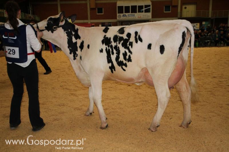 Wystawa  Blickpunkt Rind 2013 w miejscowości Paaren/Glien (Niemcy)