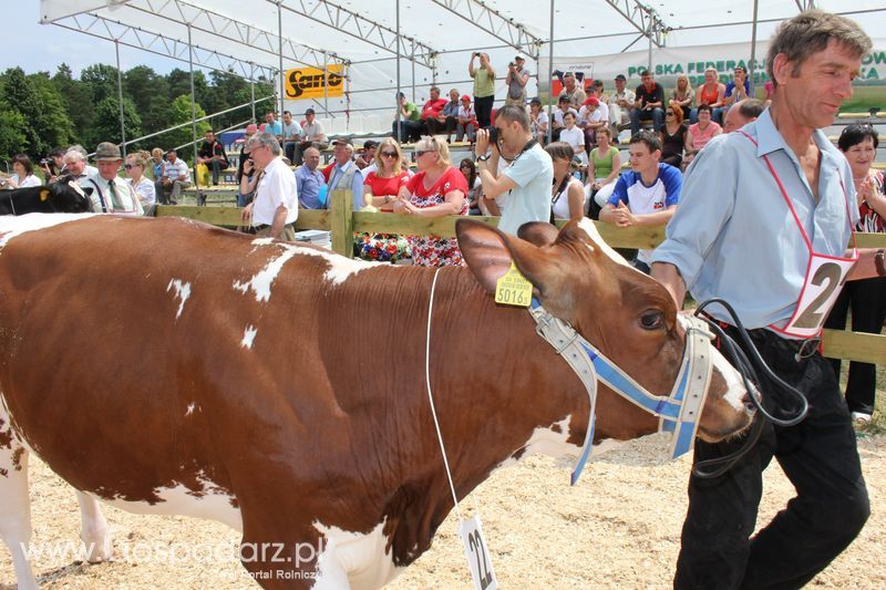 Superchampioni i championi Śląskiej Wystawy Bydła Mlecznego Opolagra 2011