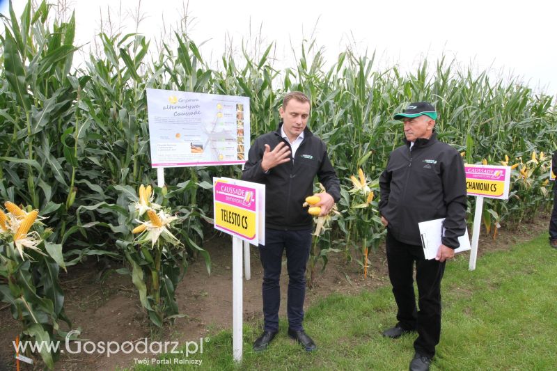 Poletka doświadczalne Caussade Nasiona w Dziećmiarkach 2017