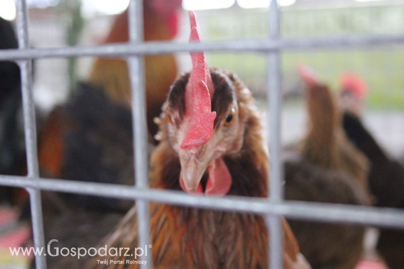 Drób - Szepietowo 2012 XIX Regionalna Wystawa Zwierząt Hodowlanych