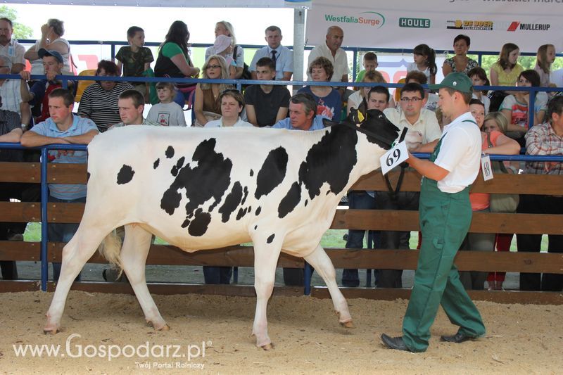 Bydło - Szepietowo 2012 XIX Regionalna Wystawa Zwierząt Hodowlanych