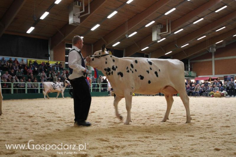 Wystawa  Blickpunkt Rind 2013 w miejscowości Paaren/Glien (Niemcy)