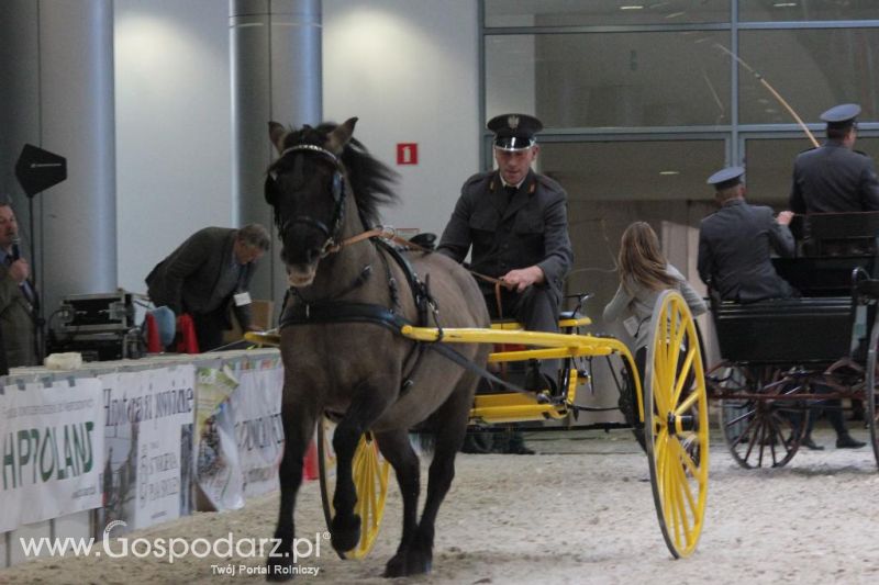 CAVALIADA 2013 w Poznaniu