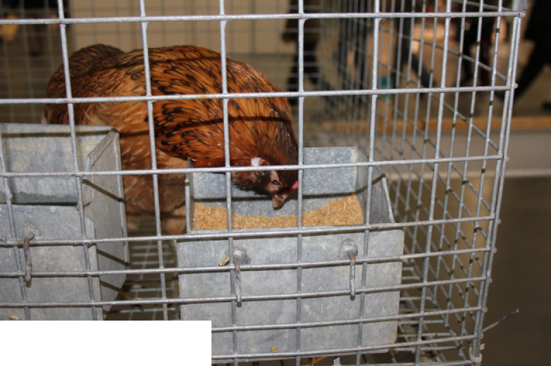 Międzynarodowe Targi Hodowli Zwierząt FARMA