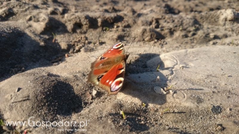 Wiosenny przegląd pól