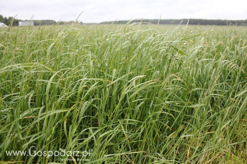 Polskie Zboża i Zielone Agro Show 2013