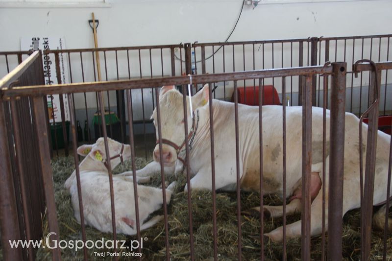 Zielone AGRO SHOW – POLSKIE ZBOŻA 2014 w Sielinku - niedziela