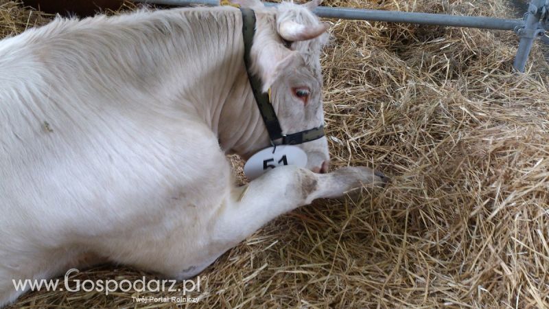 KWZH 2015. Bliskie spotkania ze zwierzętami hodowlanymi