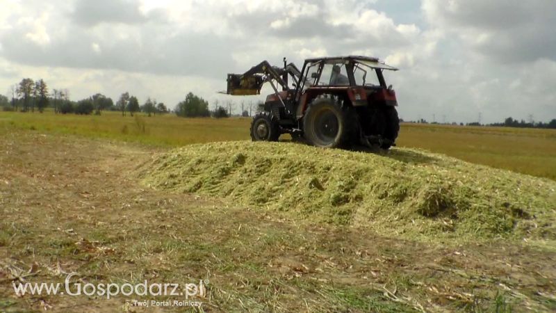 Kiszonka 2013