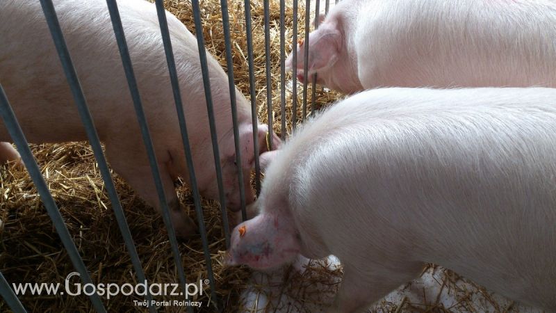 KWZH 2015. Bliskie spotkania ze zwierzętami hodowlanymi