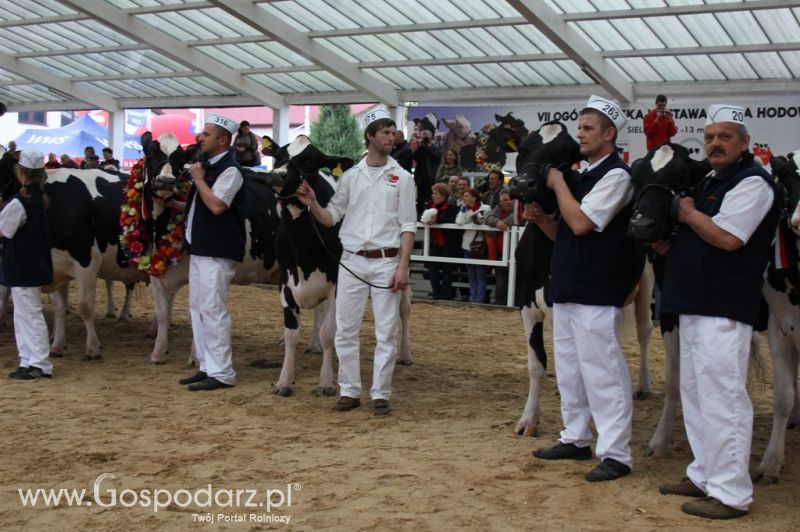 Championi VII Ogólnopolskiej Wystawy Bydła Hodowlanego - Sielinko 2012