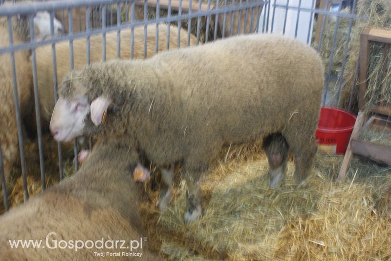Owce i kozy na XXV Krajowej Wystawie Zwierząt Hodowlanych
