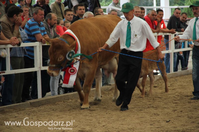 I Krajowa Wystawa Bydła Mięsnego w Sielinku - niedziela