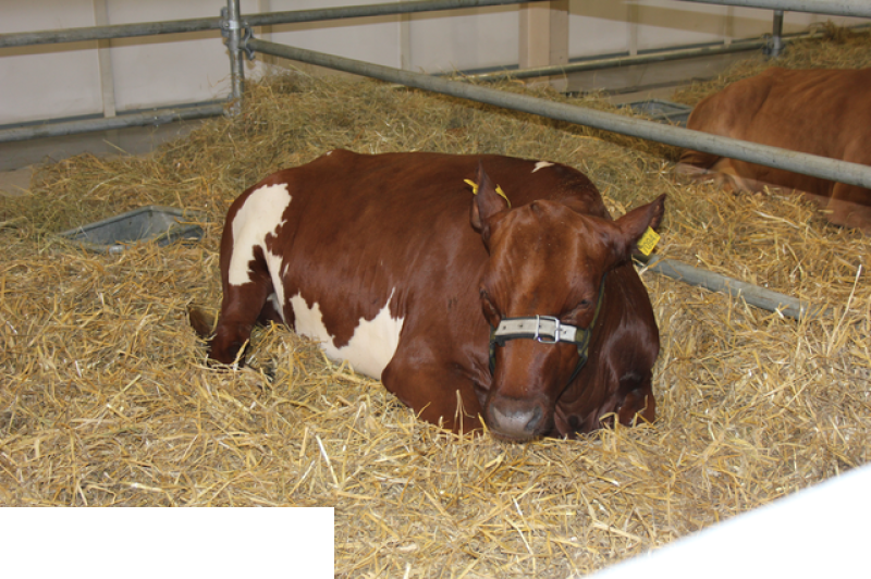 Międzynarodowe Targi Hodowli Zwierząt FARMA