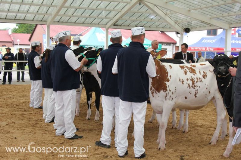 VII Ogólnopolska Wystawa Bydła Hodowlanego - Sielinko 2012