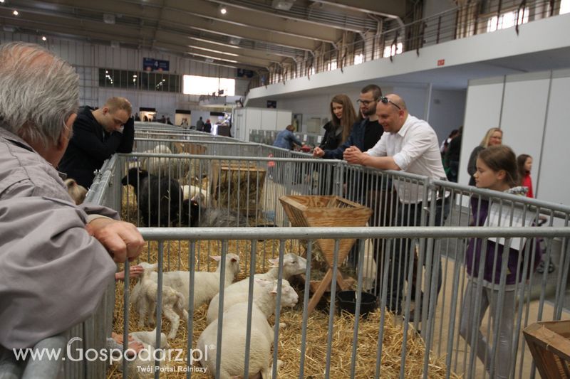 KWZH 2015 niedziela