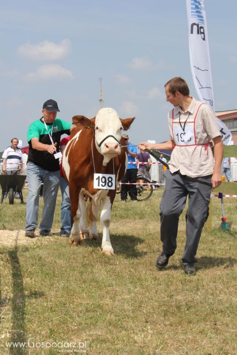 Superchampioni i championi Śląskiej Wystawy Bydła Mlecznego Opolagra 2011