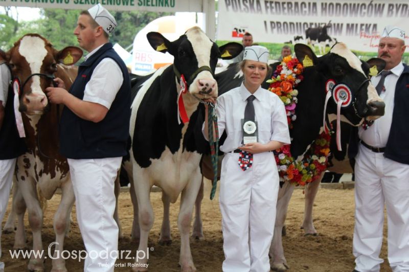 Prezentacja Championów na VII Ogólnopolskiej Wystawie Bydła Hodowlanego w Sielinku 2012