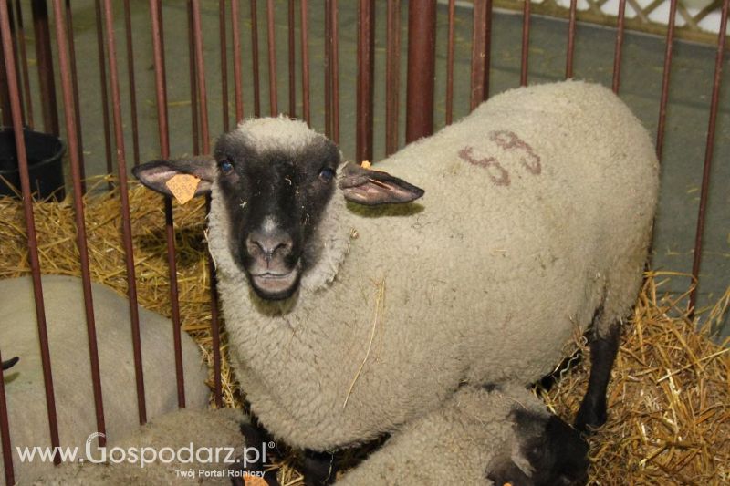 XXVI Krajowa Wystawa Zwierząt Hodowlanych - piątek