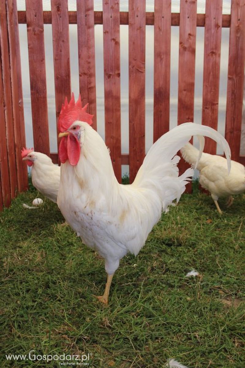 Konferencja Naukowo-Techniczna pt. Innowacyjność w produkcji zwierzęcej - oczekiwania czy konieczność dzień drugi