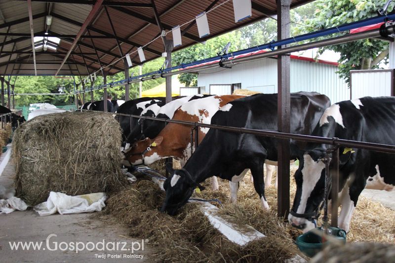 XVIII Regionalna Wystawa Zwierząt Hodowlanych w Szepietowie - przygotowania