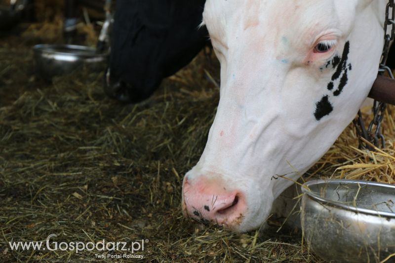 Regionalna Wystawa Zwierząt Hodowlanych i Dni z Doradztwem Rolniczym w Szepietowie 2017