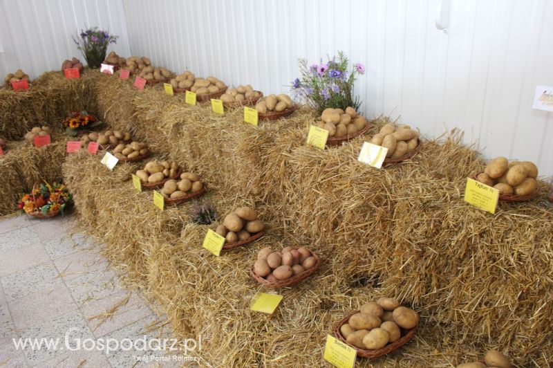 XIX Krajowe Dni Ziemniaka w Marszewie