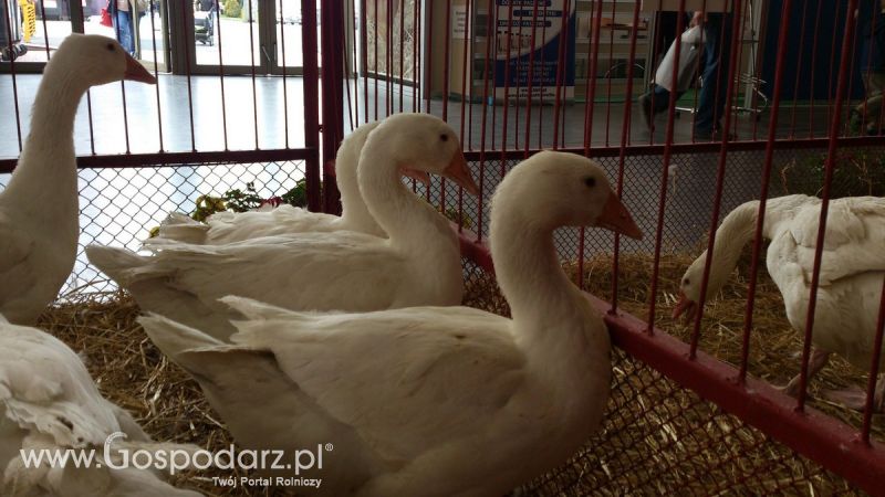 KWZH 2015. Bliskie spotkania ze zwierzętami hodowlanymi