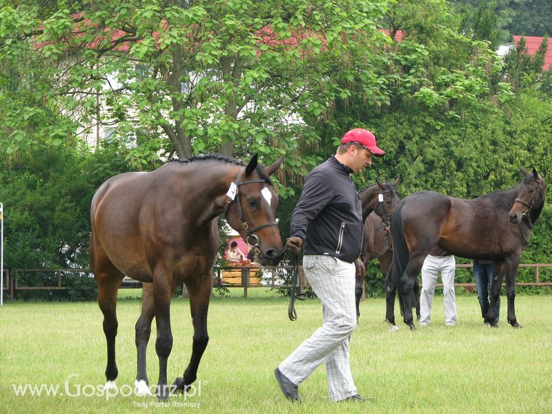 Wystawa Koni Sielinko 2011
