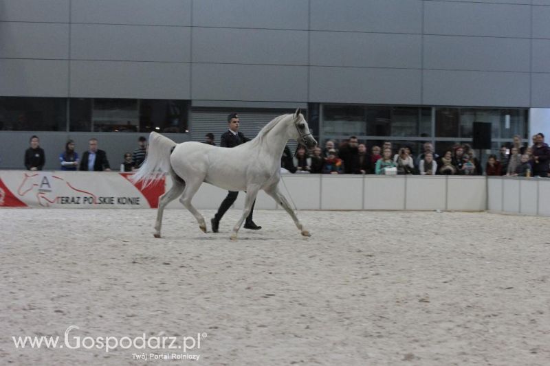 CAVALIADA 2013 w Poznaniu