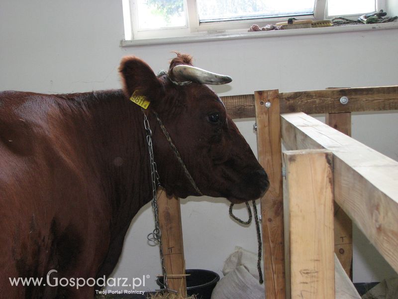 Bydło mleczne na XXV Krajowej Wystawie Zwierząt Hodowlanych