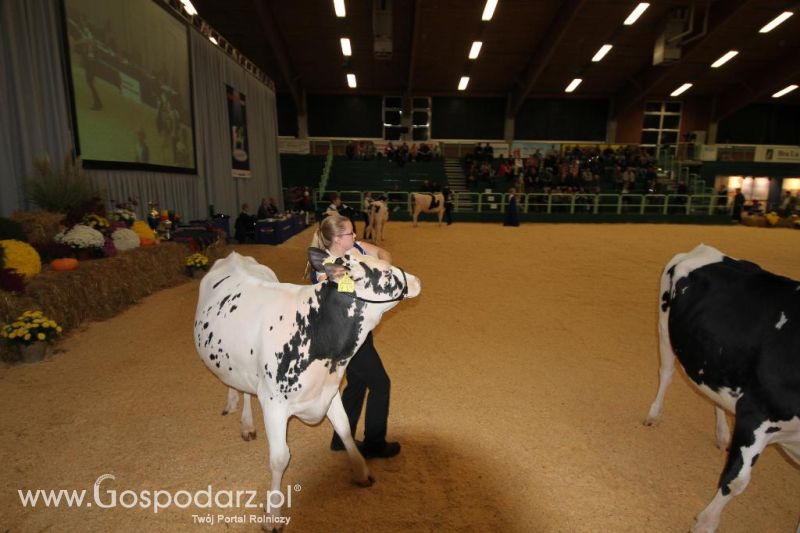 Wystawa  Blickpunkt Rind 2013 w miejscowości Paaren/Glien (Niemcy)