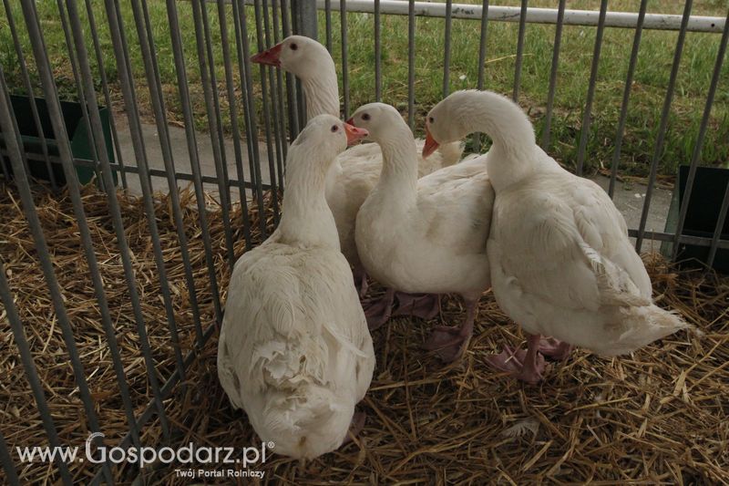 Agro-Tech Minikowo 2018