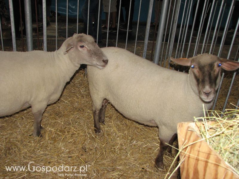 Owce i kozy na XXV Krajowej Wystawie Zwierząt Hodowlanych