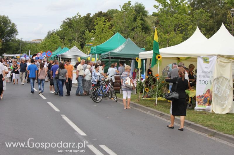 XIV Wojewódzko-Diecezjalne Dożynki Wielkopolskie w Ostrowie Wielkopolskim
