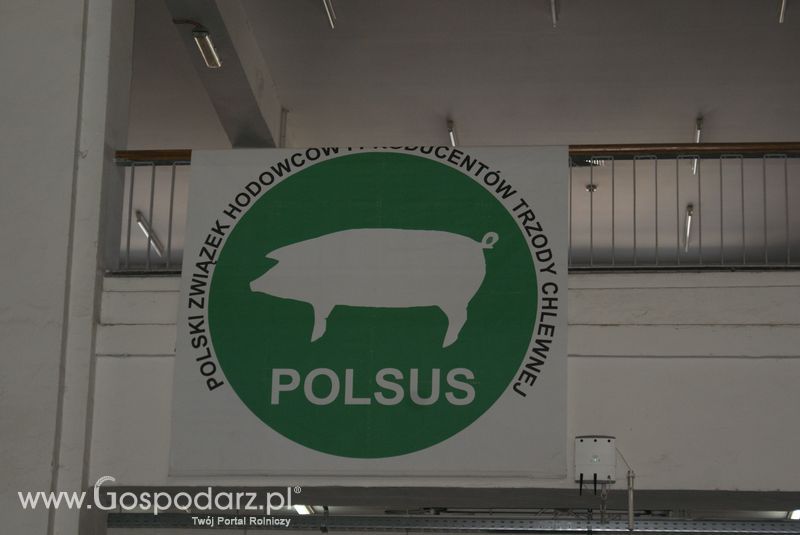 Lochy, knury na XXV Krajowej Wystawie Zwierząt Hodowlanych