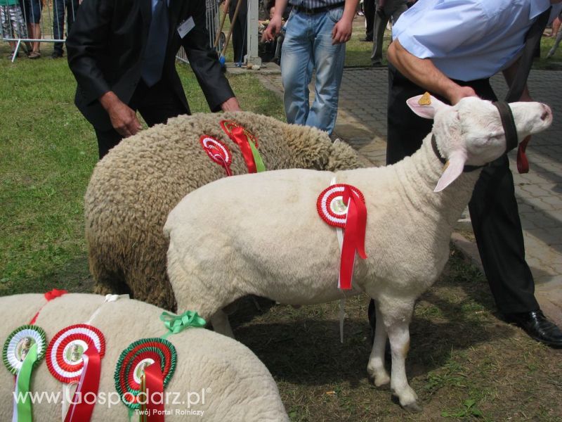Owce- Szepietowo 2012 XIX Regionalna Wystawa Zwierząt Hodowlanych
