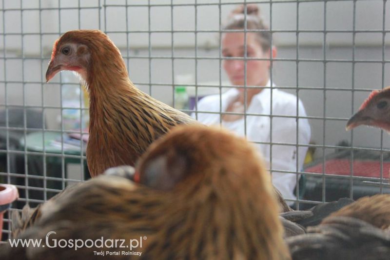 Regionalna Wystawa Zwierząt Hodowlanych i Dni z Doradztwem Rolniczym w Szepietowie-niedziela