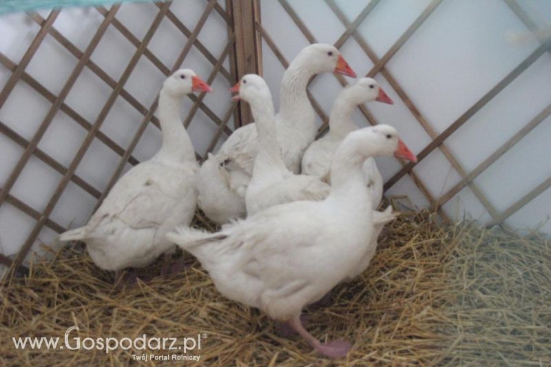 XXVI Krajowa Wystawa Zwierząt Hodowlanych - sobota i niedziela