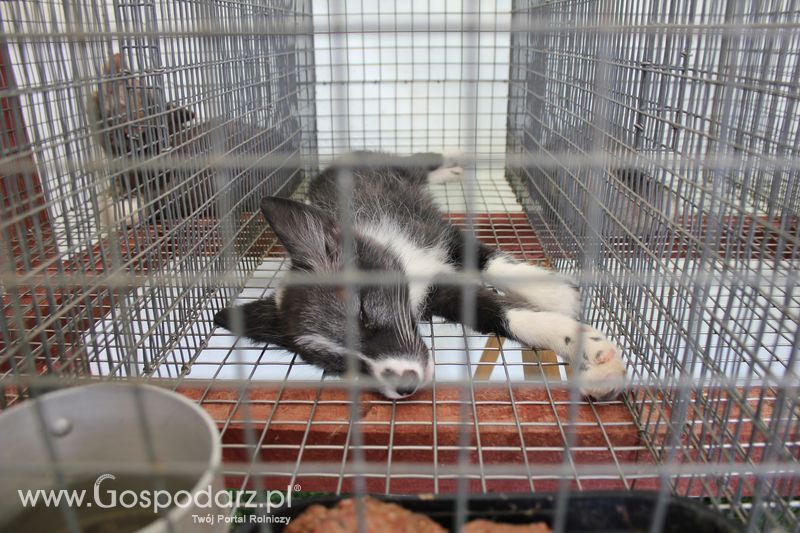 Konferencja Naukowo-Techniczna pt. Innowacyjność w produkcji zwierzęcej - oczekiwania czy konieczność dzień drugi