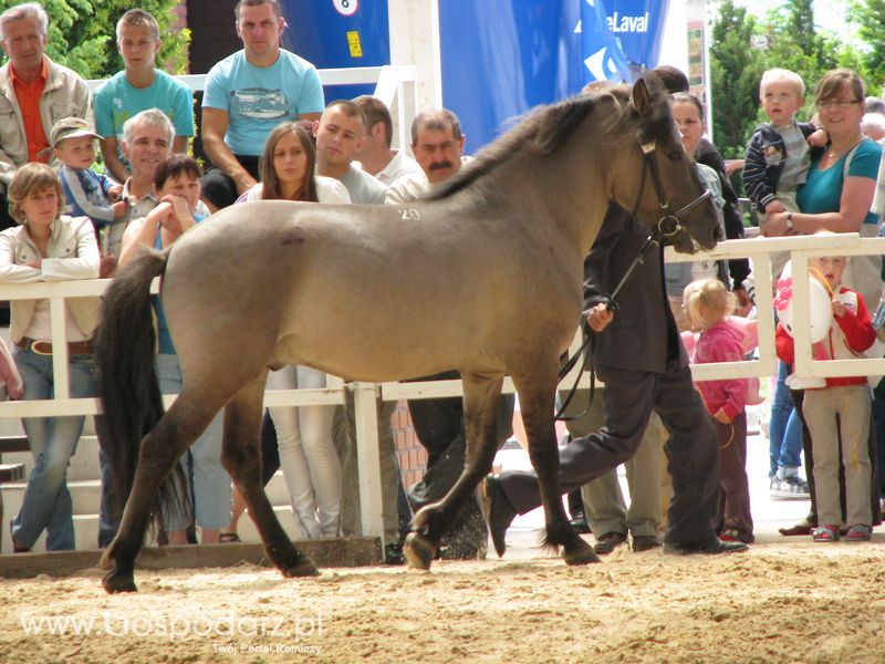 Wystawa Koni Sielinko 2011