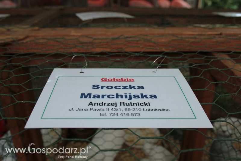 XX Targi Rolnicze Lubniewice - zwierzęta